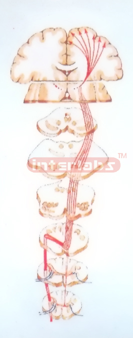 HANGING PYRAMIDAL SYSTEM (CORTICOSPINAL TRACT) MODEL